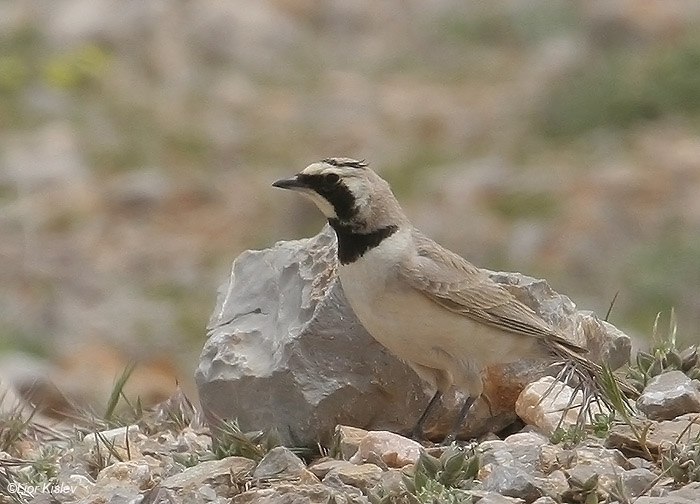     Horned Lark  Eremophila alpestris                               , 2009.: 